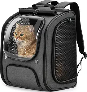 How to Retrain a Cat to Use the Litter Box