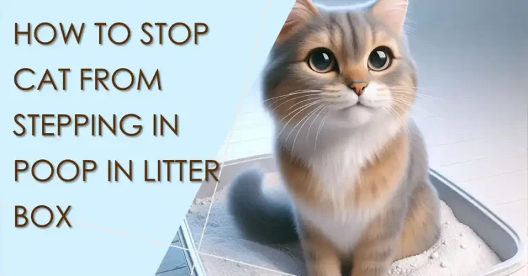 How to Stop Cat from Stepping in Poop in Litter Box