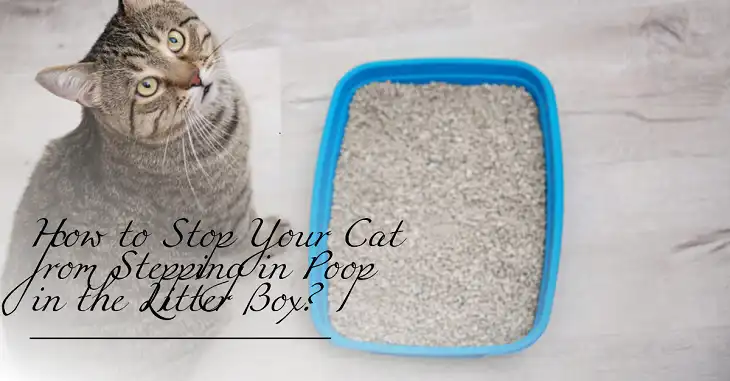 How to Stop Your Cat from Stepping in Poop in the Litter Box?