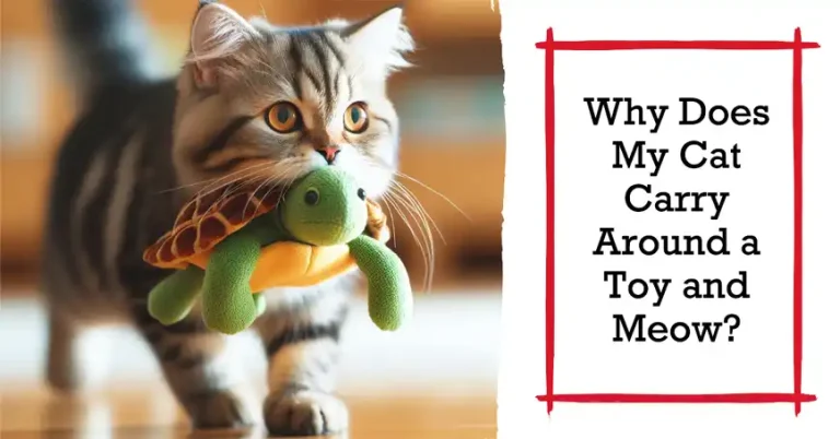 Why Does My Cat Carry Around a Toy and Meow?