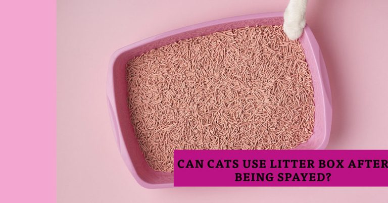 Can Cats Use Litter Box After Being Spayed?