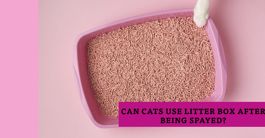 Can Cats Use Litter Box After Being Spayed