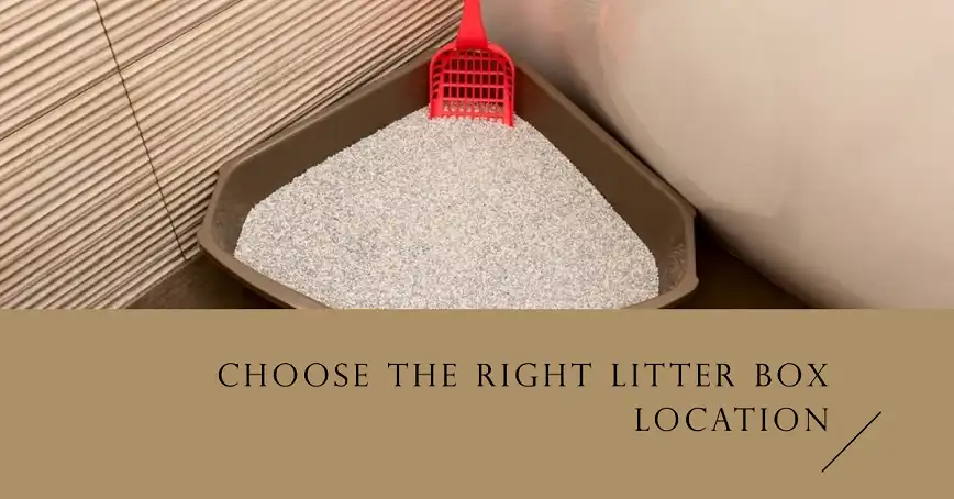 Choose the Right Litter Box Location