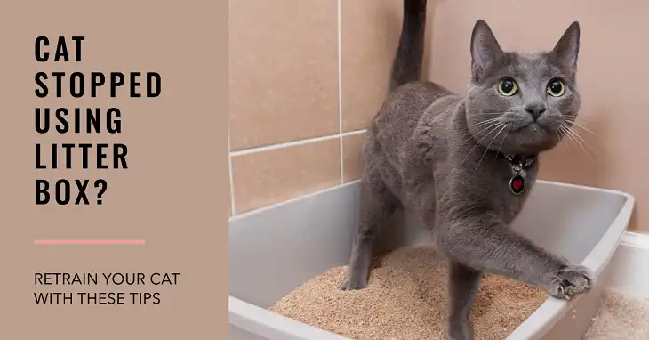 How to Retrain a Cat to Use the Litter Box