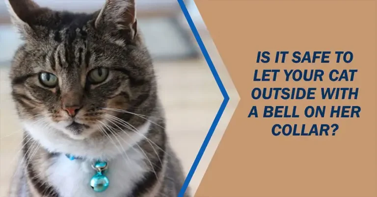 Is it Safe to Let Your Cat Outside With a Bell on Her Collar?