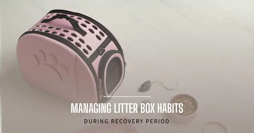 Litter Box Habits During the Recovery Period