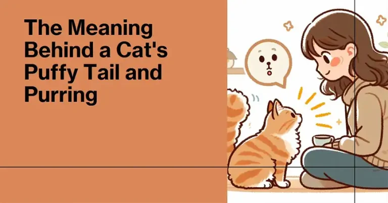 Cat Puffy Tail and Purring – What Does It Mean?