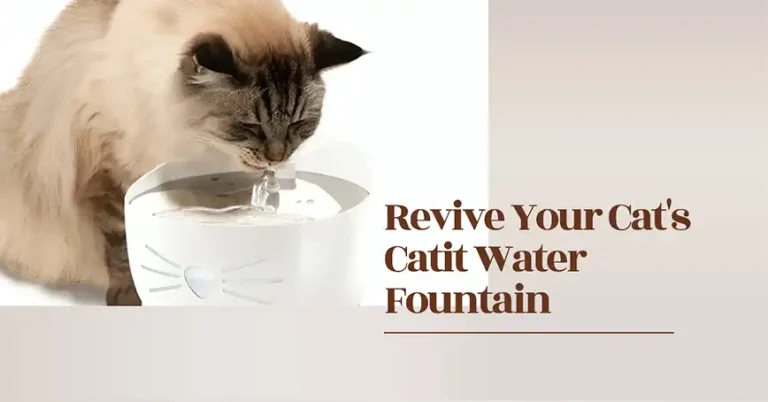 Catit Water Fountain Not Flowing – What to Do? 