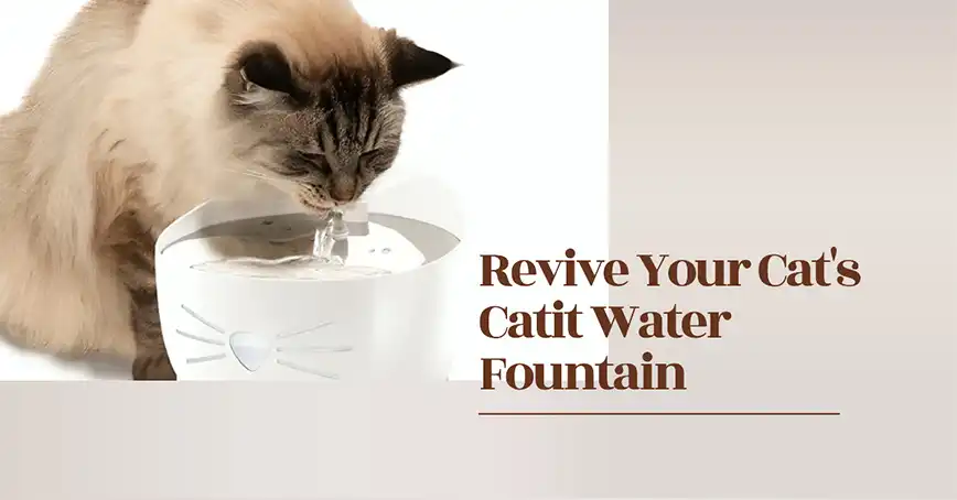 Catit Water Fountain Not Flowing