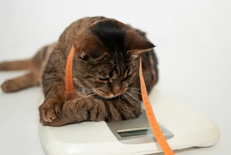 How to Assess Your Cat's Weight