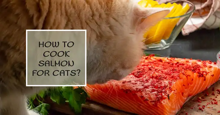 How to Cook Salmon for Cats?