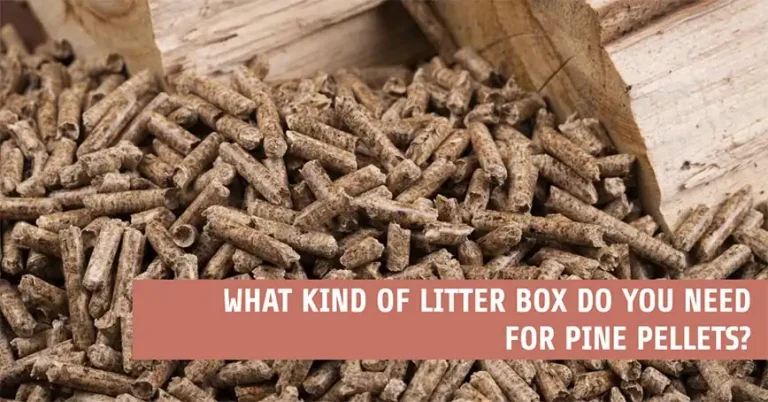 What Kind of Litter Box Do You Need for Pine Pellets?