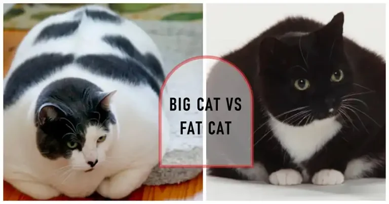 Why Is My Cat So Big but Not Fat | General Discussion