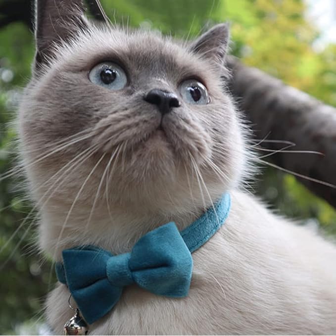 Adjustable Blue Velvet Cat Collar - Image 5