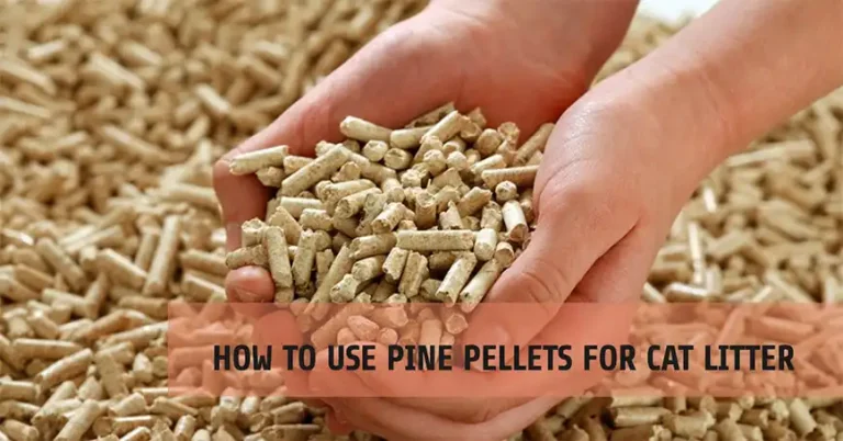 How to Use Pine Pellets for Cat Litter?