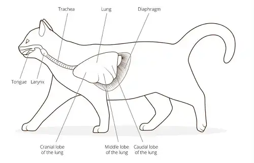 Nature of Cat Boogers