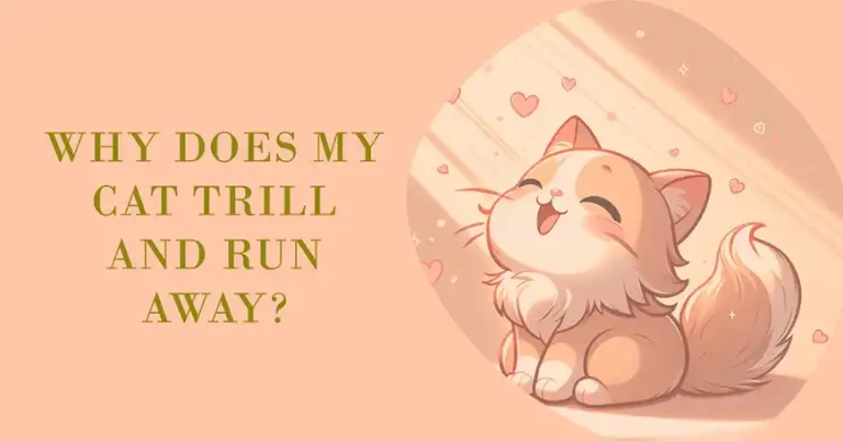 Why Does My Cat Trill and Run Away? 