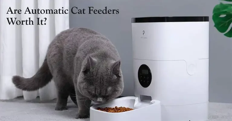 Are Automatic Cat Feeders Worth It?