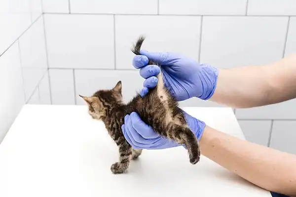 Safely Removing Hard Poop from Your Cat Anus