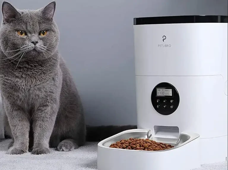 How to Train Your Cat to Use an Automatic Feeder?