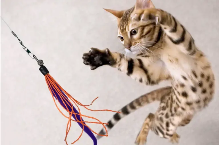 Are Feather Toys Safe for Cats?