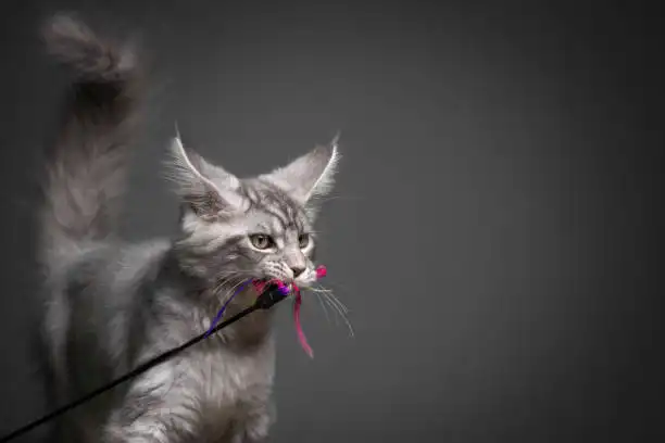 What Are the Potential Risks of Feather Toys for Cats?