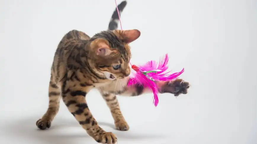 Benefits of Feather Toys for Cats