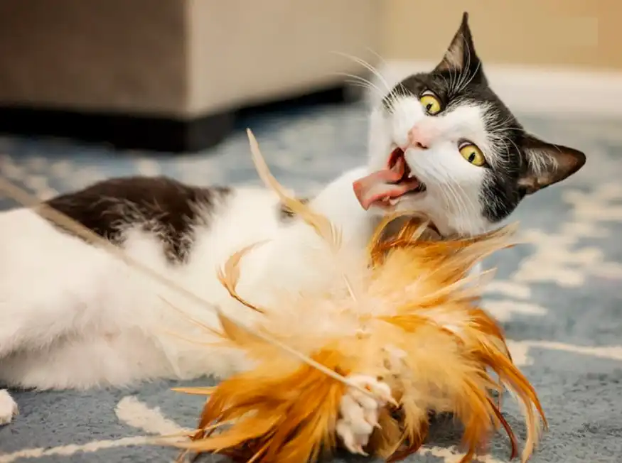 Can Cats Swallow Feathers? What Happens if They Do?