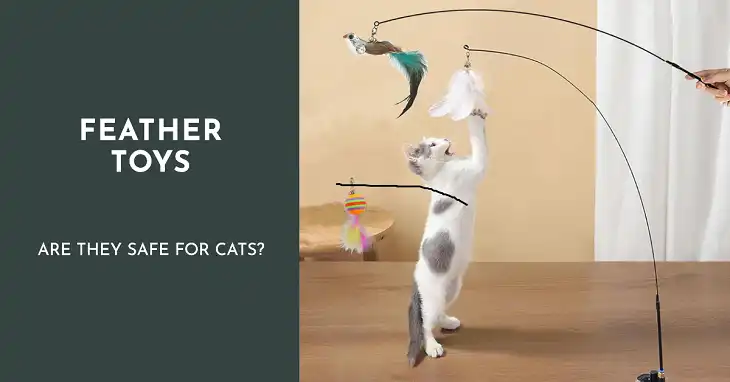 Are Feather Toys Safe for Cats?