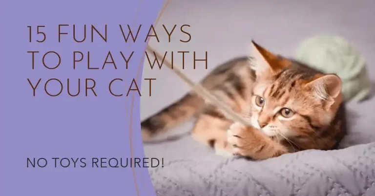 How to Play with a Cat Without Toys: 13 Engaging Activities