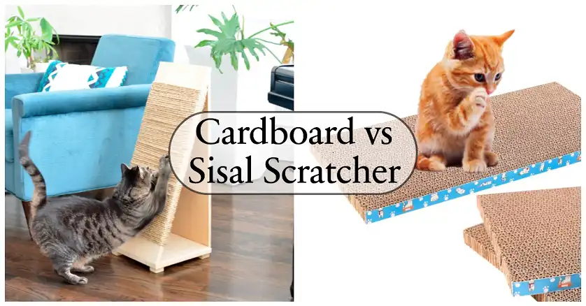 Cardboard vs Sisal Scratcher Which One’s the Best Scratcher for Your Cat Scratching is an instinctive behavior that serves multiple purposes for our feline companions. Cats scratch to mark their territory, leaving both visual marks and scent from the glands in their paws. This behavior also helps them maintain their claws by removing the outer sheath. But which type of scratcher should you choose for your feline friend In this article, we’ll talk about two of the most popular cat scratches, and their pros and cons to help you choose the right one for your cats. Cardboard Scratchers Cardboard scratchers have gained immense popularity in recent years, and for good reason. These scratchers are typically made from corrugated cardboard compressed into various shapes and sizes. They offer a satisfying texture for cats to sink their claws into, and the sound of cardboard tearing can be particularly appealing to some felines. Advantages One of the biggest advantages of cardboard scratchers is their affordability. Most cardboard scratchers range in price from $10 to $30, making them an accessible option for cat owners on a budget. They're also eco-friendly, often made from recycled materials, which is a bonus for environmentally conscious pet owners. Cardboard scratchers come in a wide variety of designs, from simple flat pads to elaborate multi-level structures. This variety allows you to choose a scratcher that not only suits your cat's preferences but also complements your home decor. Many designs feature replaceable inserts, extending the life of the scratcher and providing better value for money. Drawbacks However, cardboard scratchers do have some drawbacks. They tend to create more mess as cats scratch, with cardboard debris often ending up scattered around the scratcher. They're also less durable than their sisal counterparts, typically lasting between 3 to 6 months with regular use. For cats who are particularly enthusiastic scratchers, a cardboard option may not stand up to heavy use as well as a sisal scratcher would. Sisal Scratchers Sisal scratchers are made from the fibers of the sisal plant, which are tightly wound around a sturdy base. This material closely mimics the texture of tree bark, making it an instinctively appealing option for many cats. Sisal scratchers come in various forms, including vertical posts, horizontal pads, and as part of larger cat trees or furniture. Advantages The primary advantage of sisal scratchers is their durability. A well-made sisal scratcher can last for years, even with daily use. This longevity can make them more cost-effective in the long run, despite their higher initial price point. Quality sisal scratchers typically range from $30 to $100 or more, depending on the size and design. Sisal provides an excellent texture for claw maintenance, allowing cats to really dig in and stretch. The rough surface is perfect for removing the outer sheath of the claws, keeping them healthy and sharp. Another benefit of sisal scratchers is that they tend to create less mess than cardboard options. The sisal fibers usually stay in place, resulting in less debris around the scratching area. Drawbacks However, sisal scratchers aren't without their drawbacks. Some cat owners find the natural look of sisal less visually appealing than the more diverse designs available in cardboard scratchers. Additionally, once a sisal scratcher is worn out, it often needs to be replaced entirely, as opposed to cardboard scratchers that may have replaceable inserts. Cardboard vs Sisal Scratcher A Detailed Comparison To help you visualize the differences between cardboard and sisal scratchers, let's look at a comparison table Feature Cardboard Scratcher Sisal Scratcher Average Cost $10 - $30 $30 - $100+ Durability 3-6 months 1-3 years Mess Factor High Low Eco-Friendliness High Moderate Texture Appeal Moderate High Design Variety High Moderate Replaceable Parts Often available Rarely available Noise Level Moderate to High Low to Moderate Texture and Appeal to Cats Cardboard scratchers offer a softer texture that many cats find satisfying. The corrugated surface provides just enough resistance to be enjoyable without being too harsh on a cat's paws. The sound of cardboard tearing can be particularly enticing for some felines, adding an auditory element to their scratching experience. Sisal scratchers, on the other hand, provide a rougher texture that closely mimics tree bark - a natural scratching surface for cats. The tightly wound fibers offer excellent resistance, allowing cats to really dig in their claws. This can be especially appealing for cats who enjoy more vigorous scratching. Effectiveness for Claw Maintenance When it comes to claw maintenance, both materials have their merits. Cardboard is effective at removing the outer sheath of a cat's claws, but it may not provide as much resistance for cats who scratch more aggressively. Some cats may find it too soft for their liking. Sisal excels in this area, as its tough fibers provide excellent resistance for claw sharpening and maintenance. The durability of sisal allows cats to really stretch and work their claws, which can be more satisfying for some felines. Noise Levels During Use Cardboard scratchers tend to be noisier when in use. The sound of cardboard tearing or crinkling can be quite pronounced, which some cats (and owners) enjoy, while others might find it disruptive, especially in quieter households or apartments. Sisal scratchers, by comparison, are generally quieter. The sound of claws on sisal is more of a subtle scraping noise, which is less likely to disturb household members or neighbors. Mess Factor This is an area where there's a clear difference between the two materials. Cardboard scratchers can create quite a mess as cats use them. Small pieces of cardboard often end up scattered around the scratcher, requiring more frequent clean-up. Sisal scratchers are much cleaner in comparison. The tightly wound fibers of sisal scratchers tend to stay in place, even with vigorous use. While some loose fibers may occasionally come free, the overall mess is significantly less than with cardboard options. Durability and Lifespan This is an area where sisal scratchers truly shine. A well-made sisal scratcher can last for years, even with daily use. This durability makes them cost-effective in the long run, despite a higher initial price point. Cardboard scratchers, while more affordable upfront, have a shorter lifespan. They typically last between 3 to 6 months before needing replacement, depending on the frequency and intensity of use. Cost Considerations Cardboard scratchers are generally more budget-friendly, with most options ranging from $10 to $30. This makes them an attractive choice for cat owners on a tight budget or those with multiple cats who need several scratching options. Sisal scratchers tend to be more expensive, with prices typically ranging from $30 to $100 or more, depending on the size and design. However, their longer lifespan can make them more economical over time. Choosing the Right Scratcher When deciding between cardboard and sisal scratchers, there are several factors to consider. First and foremost, pay attention to your cat's preferences. Some cats naturally gravitate towards one material over the other. Consider your cat's scratching style as well. Vertical scratchers, often made of sisal, are great for cats who like to stretch up high. Horizontal scratchers, commonly made of cardboard, suit cats who prefer to scratch at ground level. Your home environment plays a role too. Think about the space you have available and how the scratcher will fit into your decor. Budget is another important consideration. While cardboard scratchers are more budget-friendly upfront, a durable sisal scratcher might be more cost-effective in the long run. Calculate the potential yearly cost of replacements when making your decision. Bottom Line Both options have their strengths and weaknesses, and the best choice depends on your individual cat's preferences and needs. Many cat owners find success in offering both types of scratchers, allowing their feline friends to choose based on their mood or the type of stretch they're seeking. Remember, the goal is to provide your cat with safe and satisfying outlets for their natural scratching behavior. Whether you choose cardboard, sisal, or a combination of both, your efforts to cater to your cat's instincts will result in a happier, healthier pet and a more harmonious household.