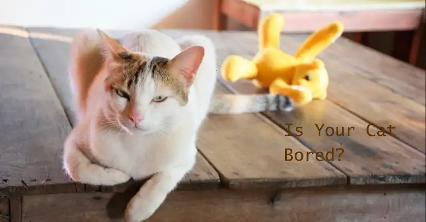 How to Tell if Your Cat is Bored With Their Toys