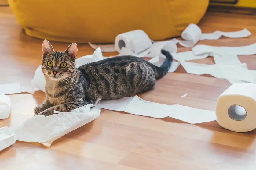 Toilet Paper Unrolling