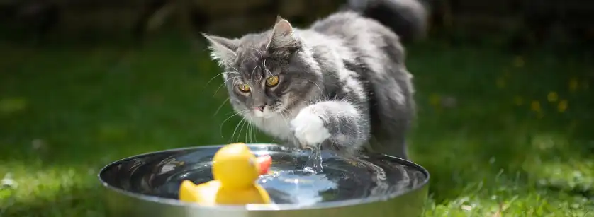 Playing with Water