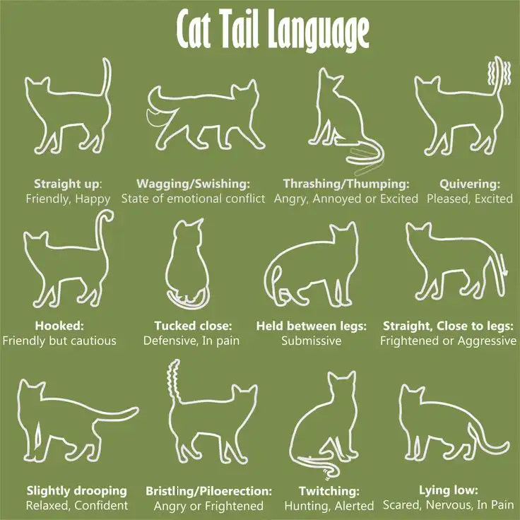 Tail Talk