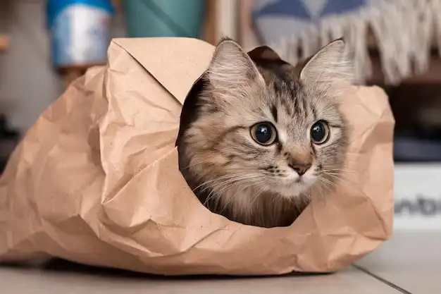 Paper Bag Hide-and-Seek