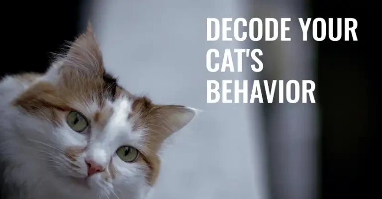 30 Strange Cat Behaviors and Why Do They Do Those