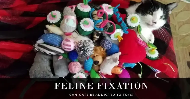 Can Cats Be Addicted to Certain Toys?