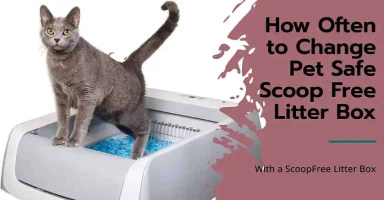 How Often to Change Pet Safe Scoop Free Litter Box