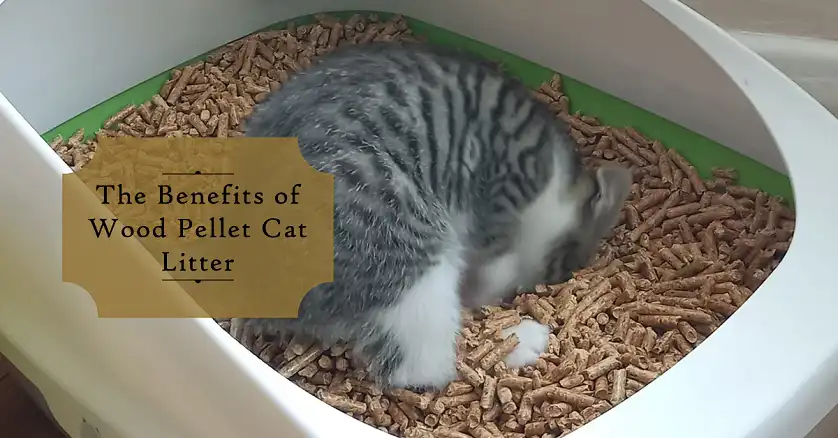 How Wood Pellet Cat Litter Works