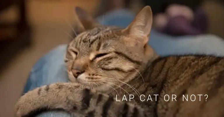 How to Tell if a Kitten is Going to Be a Lap Cat