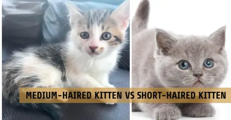 Medium-Haired Kitten vs Short-Haired Kitten: Choosing the Right Feline Companion