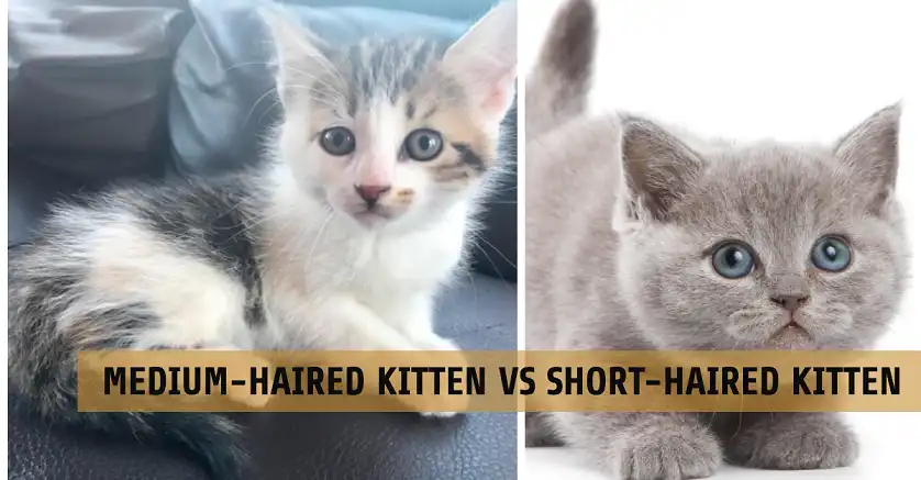 Medium-Haired Kitten vs Short-Haired Kitten