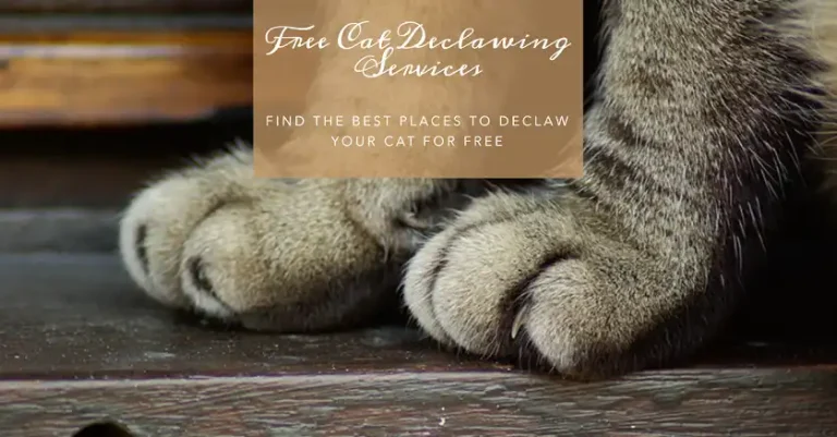 Where Can I Declaw My Cat for Free