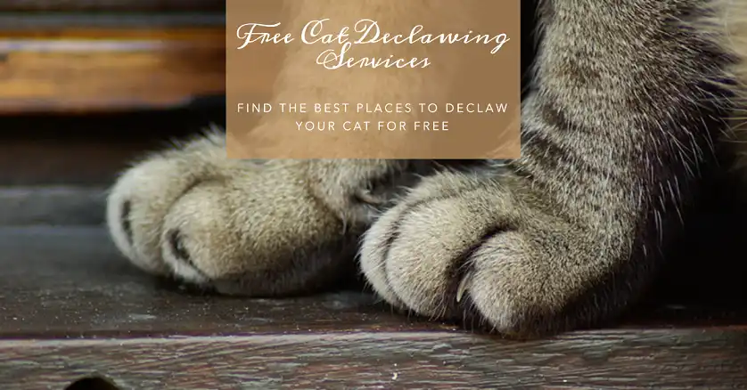 Where Can I Declaw My Cat for Free