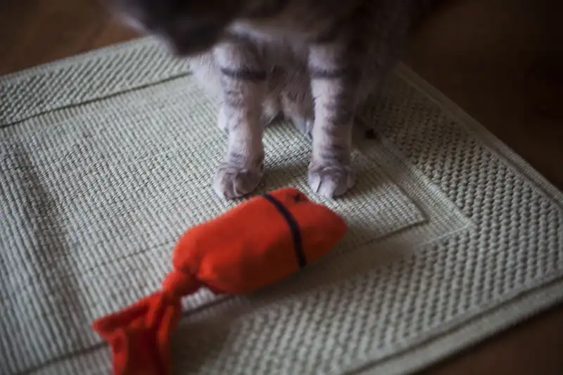 How Can You Make a Cat Toy Out of Old Socks