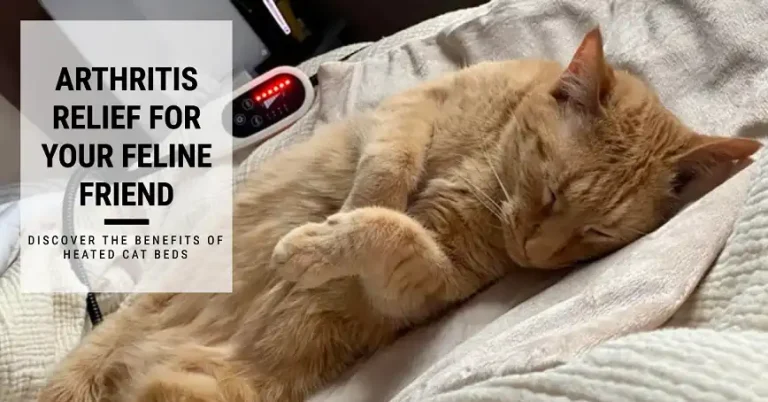 Do Heated Cat Beds Help with Arthritis?