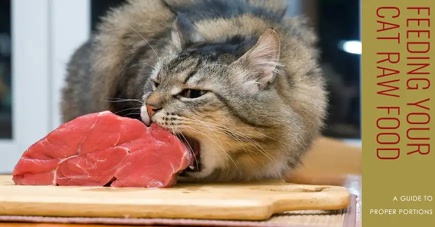 How Much Raw Food Should You Feed Your Cat