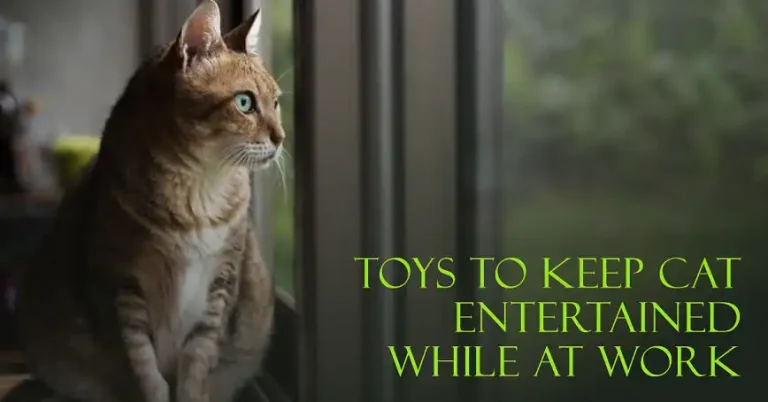 What Toys Can You Give To Your Cats to Keep Them Entertained While You Are at Work