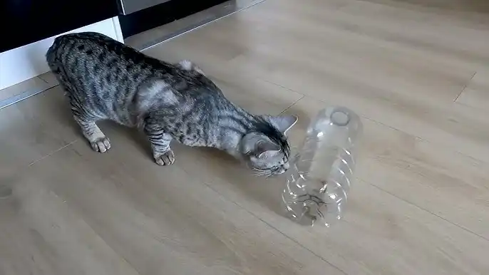 Plastic Bottle Treat Dispenser